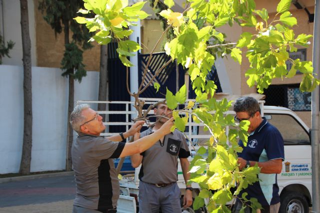 Trabajos de eliminacin de arbolado en deterioro y plantacin de moreras, Foto 1