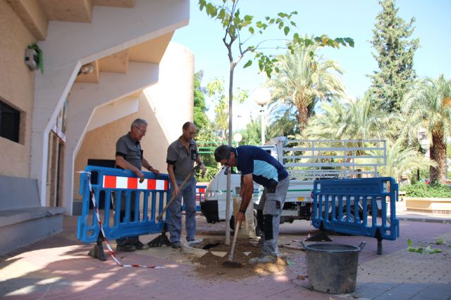 Trabajos de eliminacin de arbolado en deterioro y plantacin de moreras, Foto 2