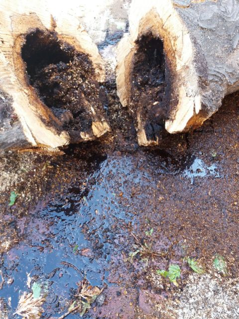 Trabajos de eliminación de arbolado en deterioro y plantación de moreras - 3, Foto 3