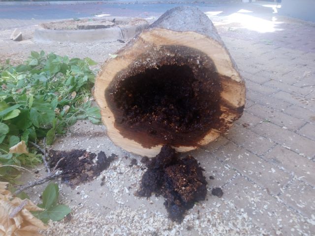 Trabajos de eliminacin de arbolado en deterioro y plantacin de moreras, Foto 4