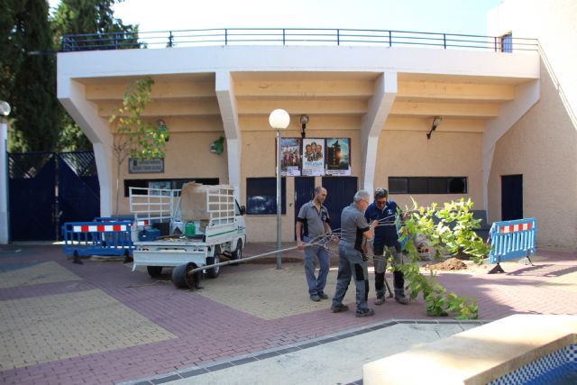 Trabajos de eliminacin de arbolado en deterioro y plantacin de moreras, Foto 5