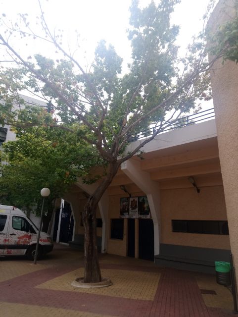 Trabajos de eliminacin de arbolado en deterioro y plantacin de moreras, Foto 6