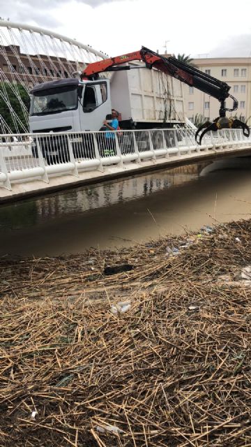Los más de mil metros cúbicos de cañas extraídos del río para evitar la inundación de la ciudad servirán como compost orgánico para los jardines - 1, Foto 1