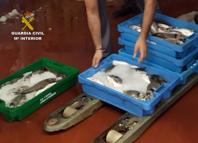La Guardia Civil sorprende a un vecino de Cartagena con más de 50 kilos de doradas capturadas ilícitamente - 4, Foto 4