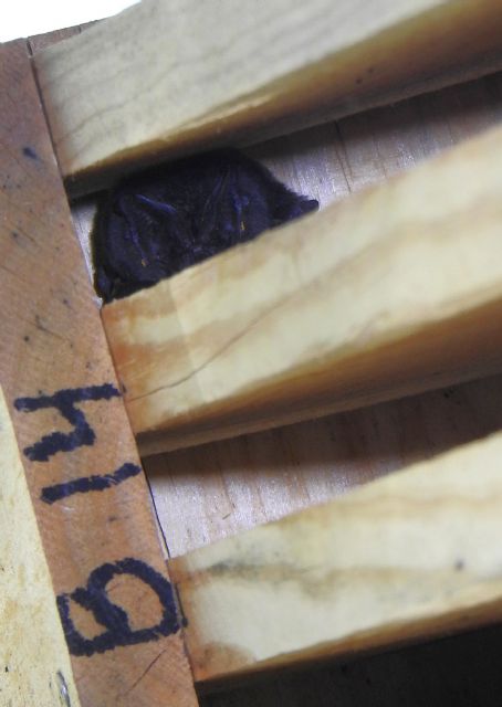 Bosques maduros, árboles muertos y roquedos - 2, Foto 2