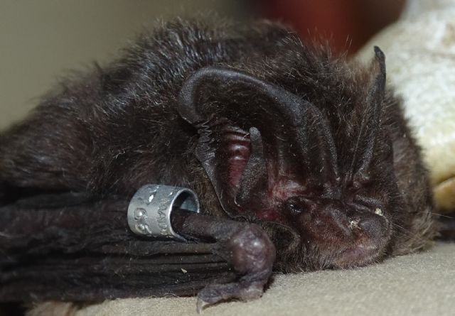 Bosques maduros, árboles muertos y roquedos - 3, Foto 3