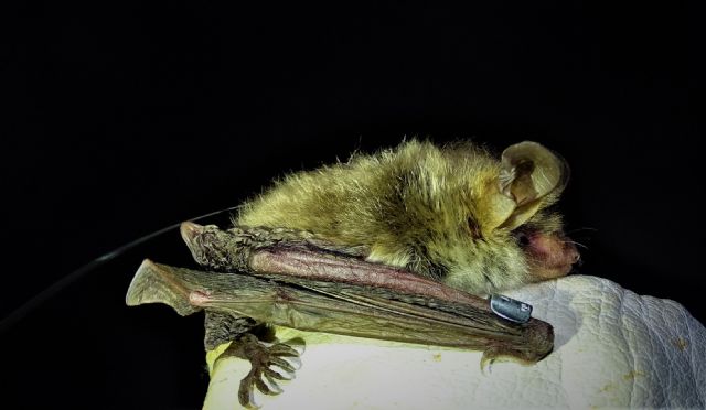 Bosques maduros, árboles muertos y roquedos - 4, Foto 4