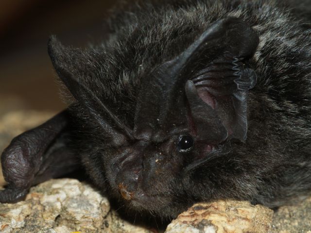 Bosques maduros, árboles muertos y roquedos - 5, Foto 5