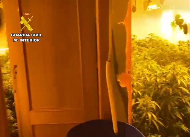 La Guardia Civil desmantela en Bullas un cultivo ilícito de marihuana - 2, Foto 2