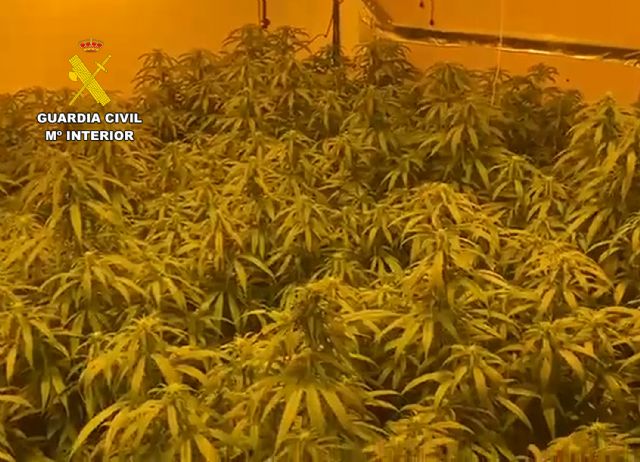 La Guardia Civil desmantela en Bullas un cultivo ilícito de marihuana - 3, Foto 3