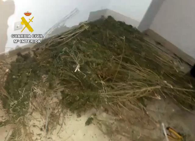 La Guardia Civil desmantela en Bullas un cultivo ilícito de marihuana - 5, Foto 5