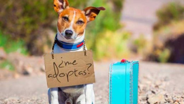 Cieza impulsa la adopción de animales a través de perfiles en redes sociales - 1, Foto 1