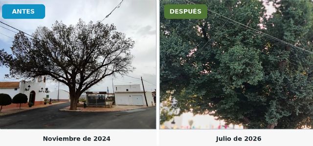 Las actuaciones municipales de conservación permiten que el olmo de La Loma vuelva a llenarse de vida - 3, Foto 3