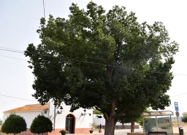 Las actuaciones municipales de conservación permiten que el olmo de La Loma vuelva a llenarse de vida - 2, Foto 2