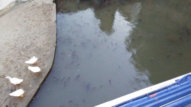 Huermur denuncia de nuevo espumas y peces muertos en el Río Segura a su paso por Murcia - 5, Foto 5