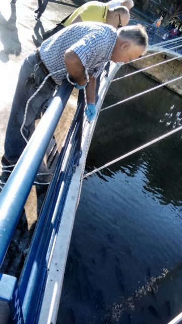 La CHS toma muestras en el río Segura en Murcia para investigar la aparición de espuma y peces muertos - 1, Foto 1