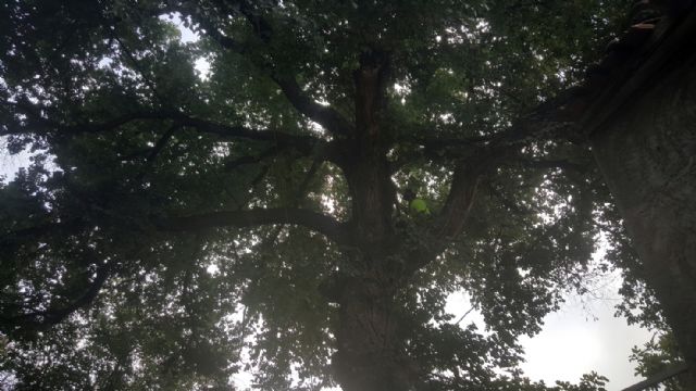 Parques y Jardines revisa un olmo de casi 15 metros en Beniaján - 1, Foto 1