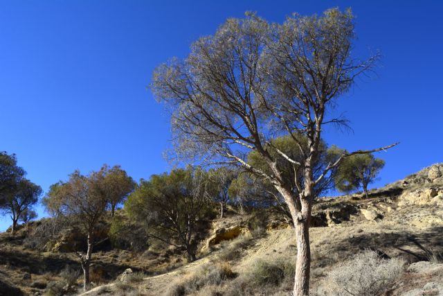 Centro Temático de la UE contra la Sequía y la Desertificación - 1, Foto 1