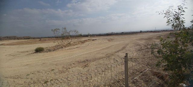 Denuncian la destrucción de flora protegida en Alcantarilla - 3, Foto 3