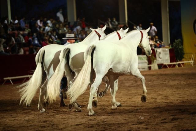 Fericab 2021 reúne en Lorca a más de 15.000 aficionados y amantes del caballo de pura raza español - 4, Foto 4