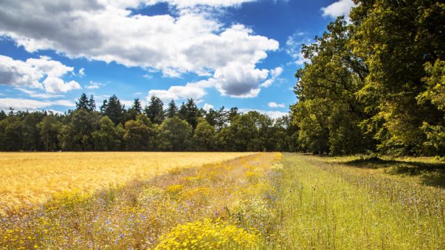 BASF se compromete a impulsar la agricultura sostenible en Europa a través de objetivos concretos - 1, Foto 1