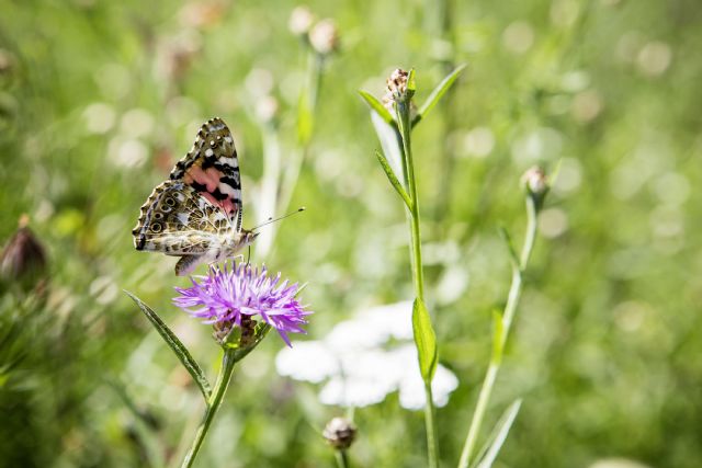BASF se compromete a impulsar la agricultura sostenible en Europa a través de objetivos concretos - 2, Foto 2