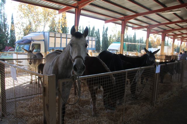 Vuelve dos años después la tradicional Feria de Ganado Equino de Puerto Lumbreras, que se celebrará el fin de semana del 27 y 28 de noviembre - 3, Foto 3