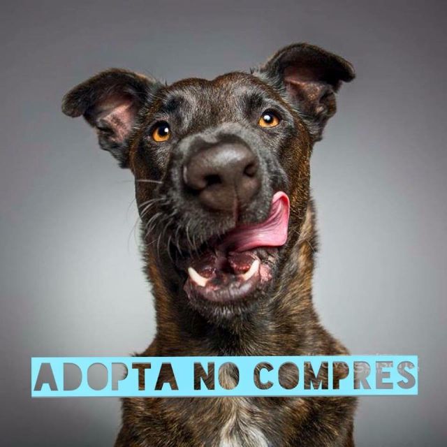 Las Concejalías de Sanidad y Medio Ambiente impulsan una campaña informativa para fomentar las adopciones de mascotas - 1, Foto 1