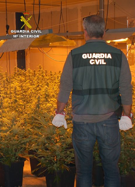 La Guardia Civil desmantela un invernadero clandestino de marihuana en Fortuna - 2, Foto 2