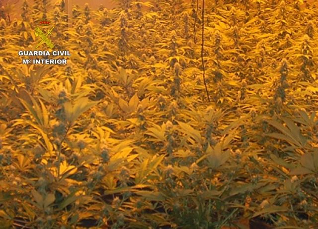 La Guardia Civil desmantela un invernadero clandestino de marihuana en Fortuna - 1, Foto 1