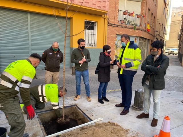 Desarrollo Urbano naturaliza la ciudad y apuesta por el medio ambiente sustituyendo bolardos por árboles - 1, Foto 1
