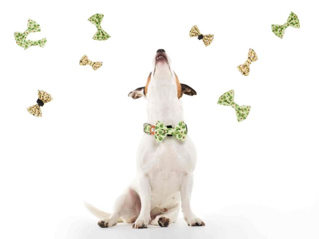 Dukier, la startup espa&ntilde;ola que dise&ntilde;a accesorios fashion para mascotas - 2, Foto 2