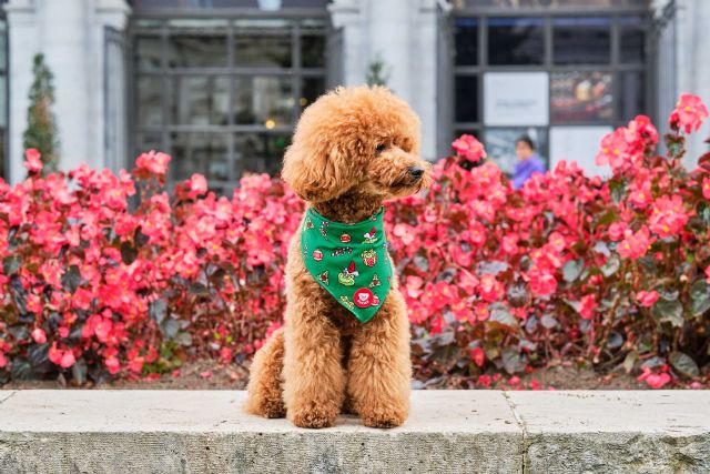 Dukier, la startup espa&ntilde;ola que dise&ntilde;a accesorios fashion para mascotas - 3, Foto 3