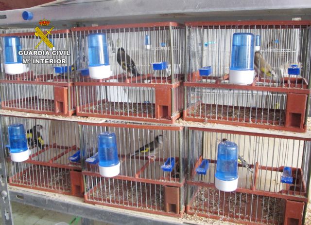 La Guardia Civil decomisa una docena de  aves fringílidas en un comercio de Lorca - 1, Foto 1
