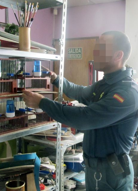 La Guardia Civil decomisa una docena de  aves fringílidas en un comercio de Lorca - 2, Foto 2
