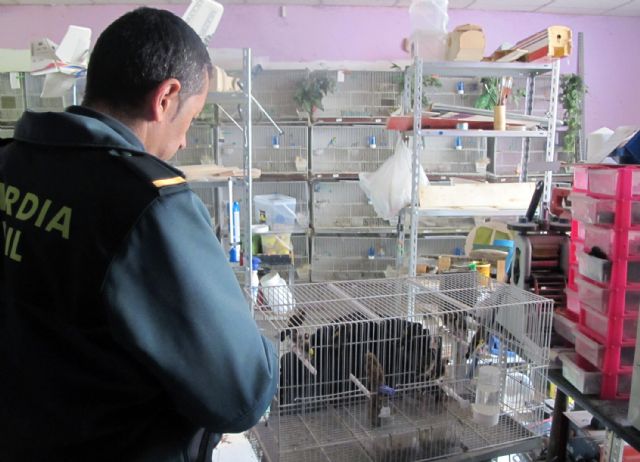 La Guardia Civil decomisa una docena de  aves fringílidas en un comercio de Lorca - 3, Foto 3