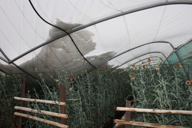La Concejala de Agricultura visita las pedanías para hacer una valoración de los desperfectos causados por la intensa nevada de ayer - 5, Foto 5