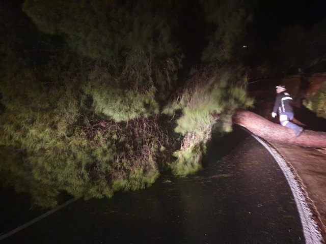 Se encuentra cortada la carretera de la Santa por caída de árboles - 1, Foto 1
