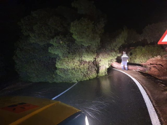 Se encuentra cortada la carretera de la Santa por caída de árboles - 2, Foto 2