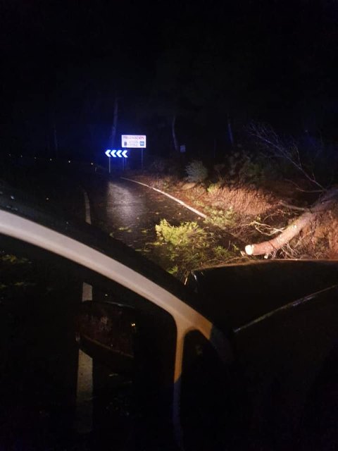 Se encuentra cortada la carretera de la Santa por caída de árboles - 3, Foto 3