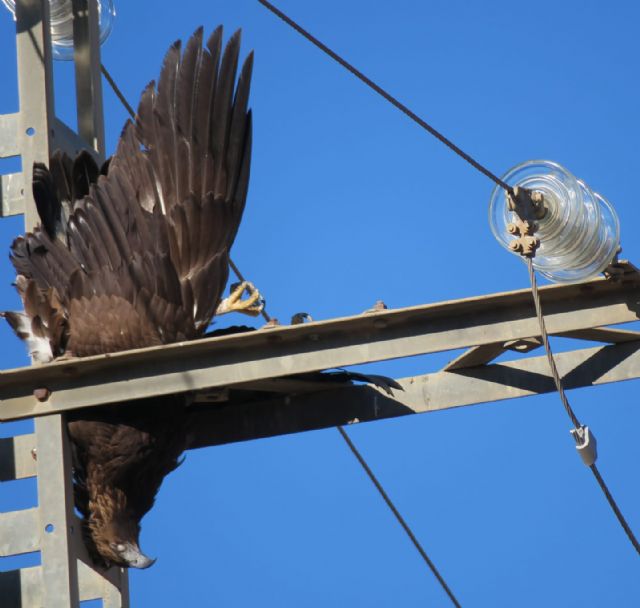 Las organizaciones ambientales piden 10 medidas para acabar en tres años con la alta mortalidad de aves en los tendidos eléctricos - 1, Foto 1