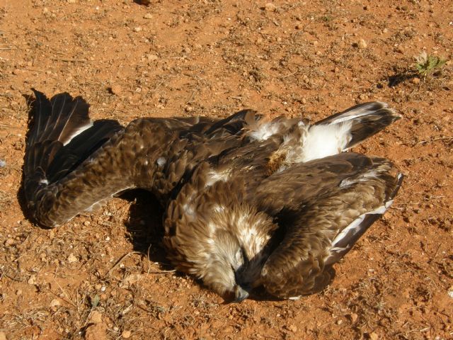 Las organizaciones ambientales piden 10 medidas para acabar en tres años con la alta mortalidad de aves en los tendidos eléctricos - 3, Foto 3