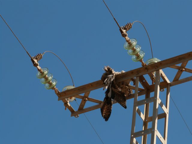 Las organizaciones ambientales piden 10 medidas para acabar en tres años con la alta mortalidad de aves en los tendidos eléctricos - 4, Foto 4
