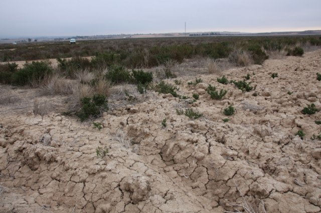 ACUDE y el Ayuntamiento de Alhama siembran cereales en la Alcanara, Foto 1