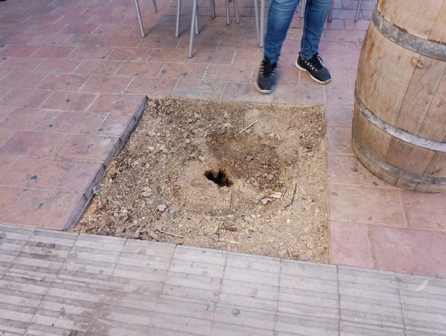 IU-Verdes Lorca exige una revisión del arbolado de la ciudad ante la constante tala de ejemplares enfermos - 1, Foto 1