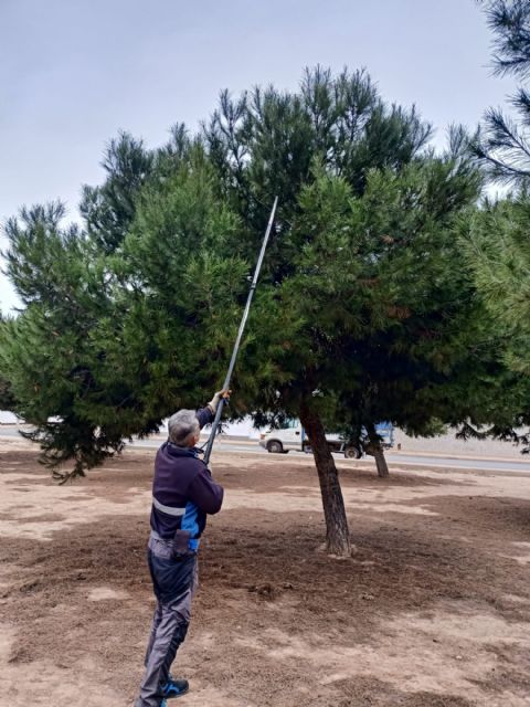 El Ayuntamiento actúa contra la plaga de la oruga procesionaria en el municipio - 1, Foto 1