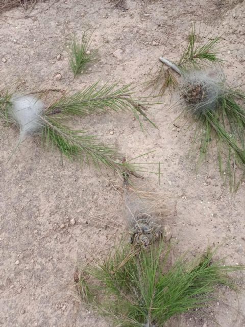 El Ayuntamiento actúa contra la plaga de la oruga procesionaria en el municipio - 2, Foto 2