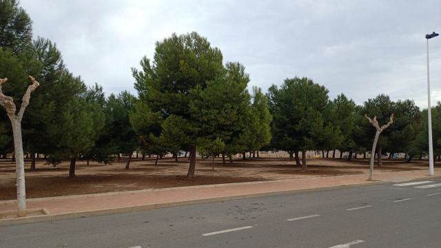 El Ayuntamiento actúa contra la plaga de la oruga procesionaria en el municipio - 3, Foto 3