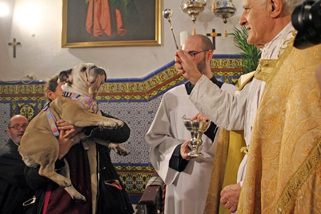 Bendición de animales en Sevilla por el día de San Antón en la Divina Pastora de Santa Marina - 2, Foto 2