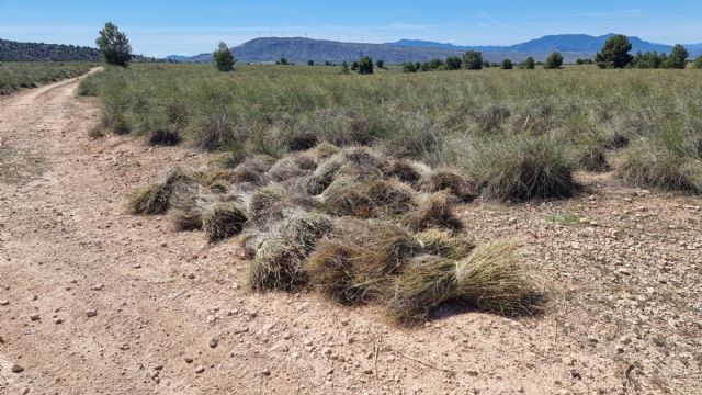 La Comunidad impulsa el aprovechamiento sostenible sobre casi 120.000 hectáreas de sus montes públicos - 1, Foto 1